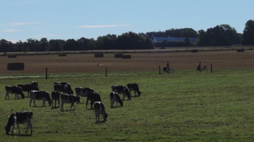 SANDAGERVEJ - LYSTRUP STRAND, græssende køer 2016